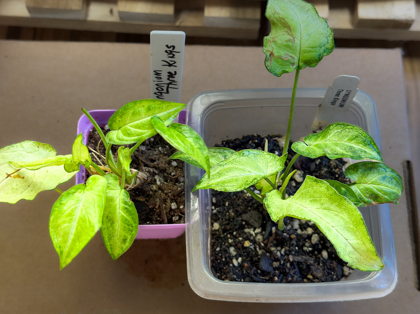 Syngonium Three Kings