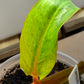 Philodendron Orange Marmalade