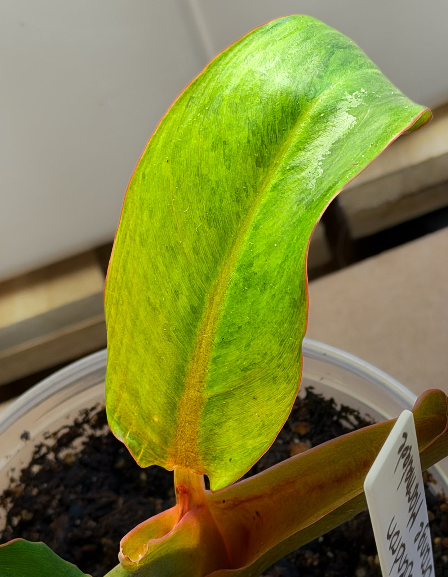 Philodendron Orange Marmalade