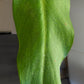 Philodendron Orange Marmalade