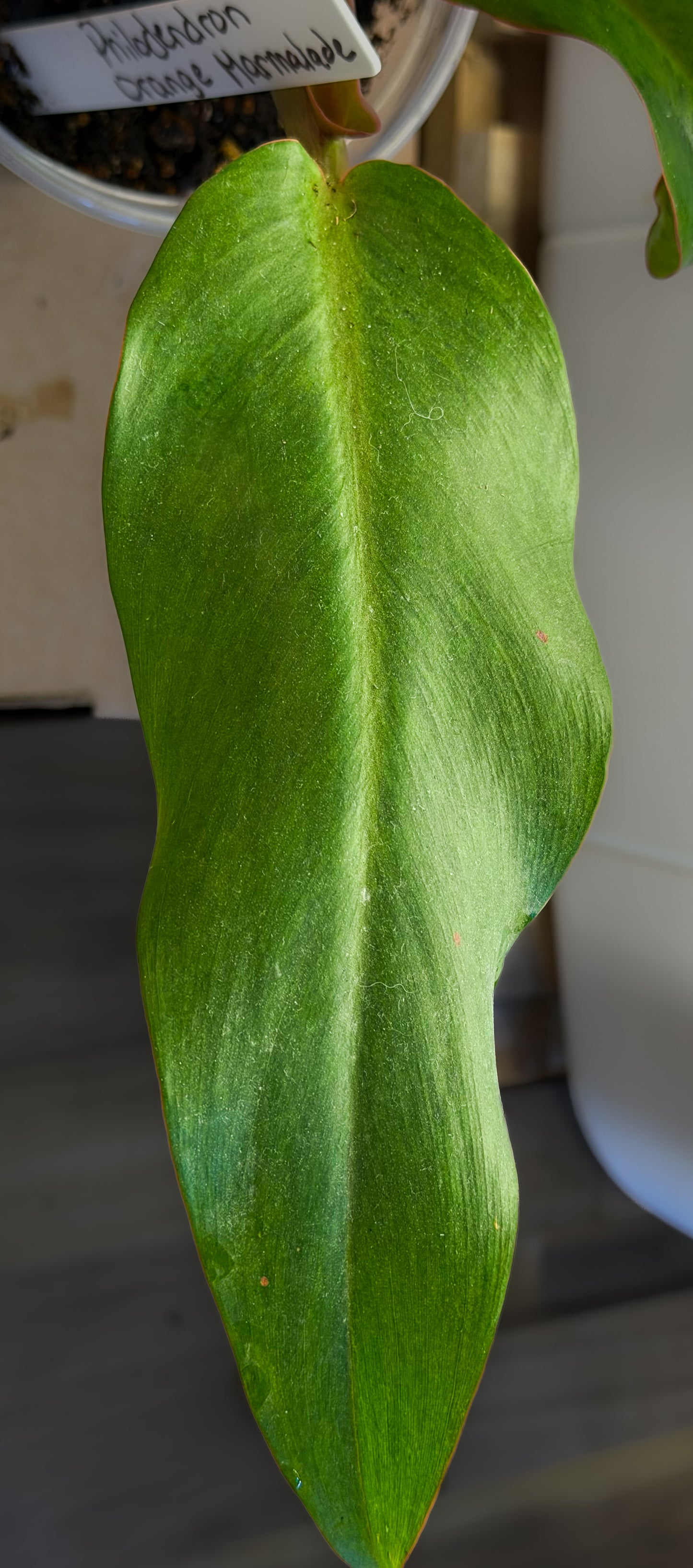 Philodendron Orange Marmalade