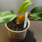 Philodendron Orange Marmalade