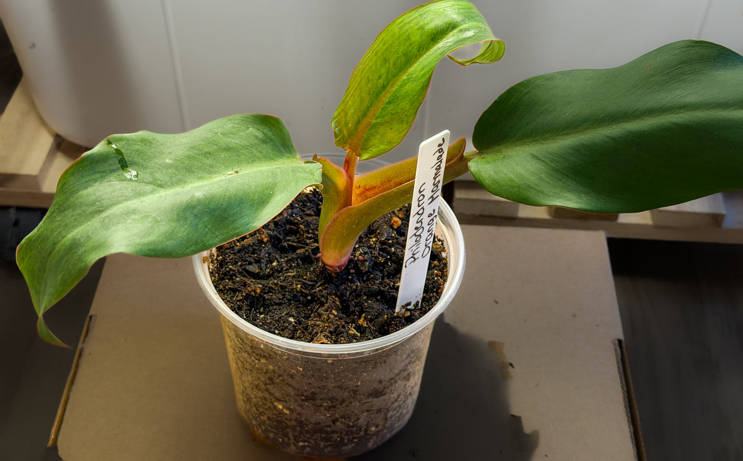 Philodendron Orange Marmalade