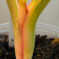 Philodendron Orange Marmalade