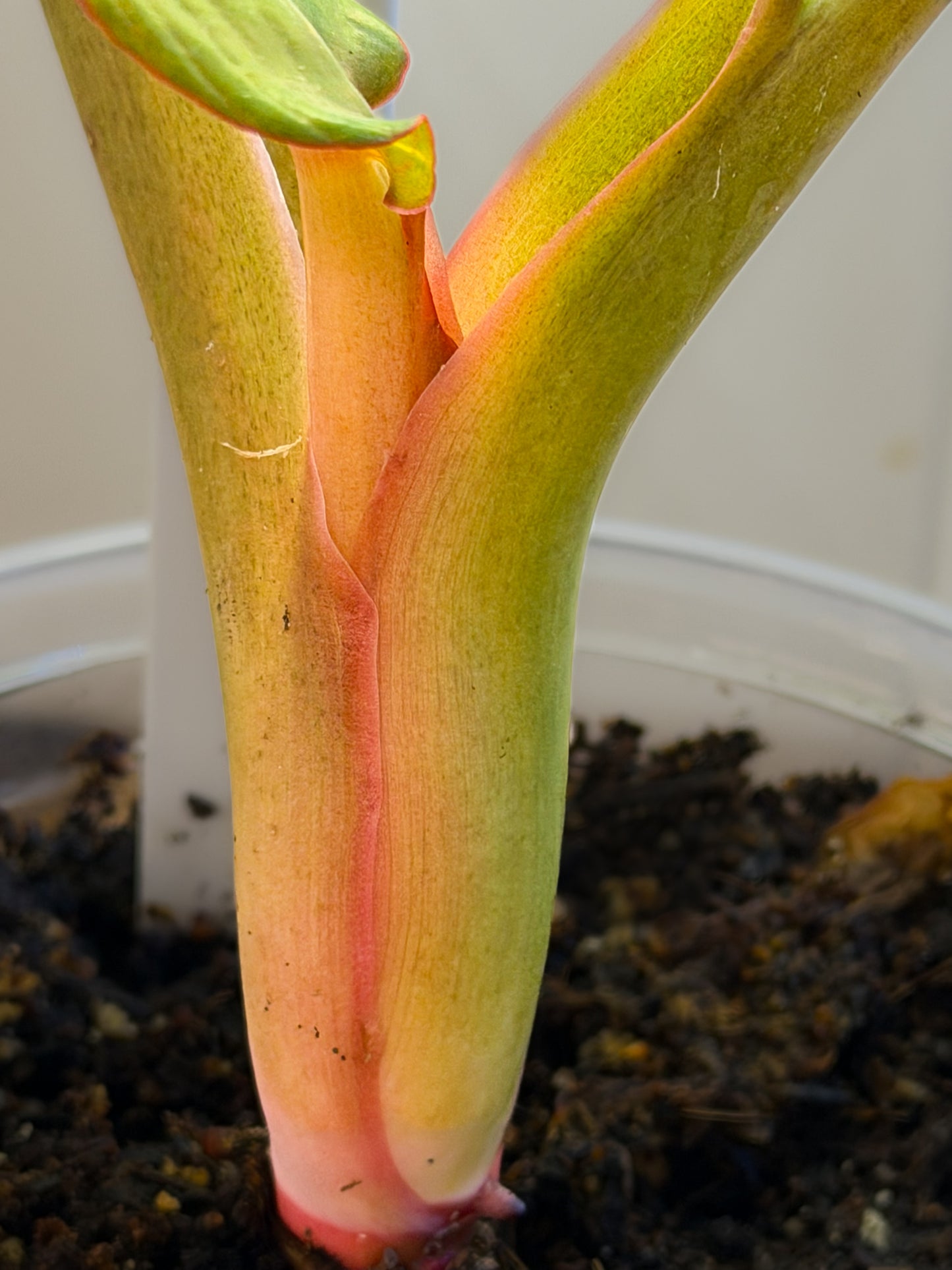 Philodendron Orange Marmalade