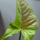 Syngonium Milk Confetti