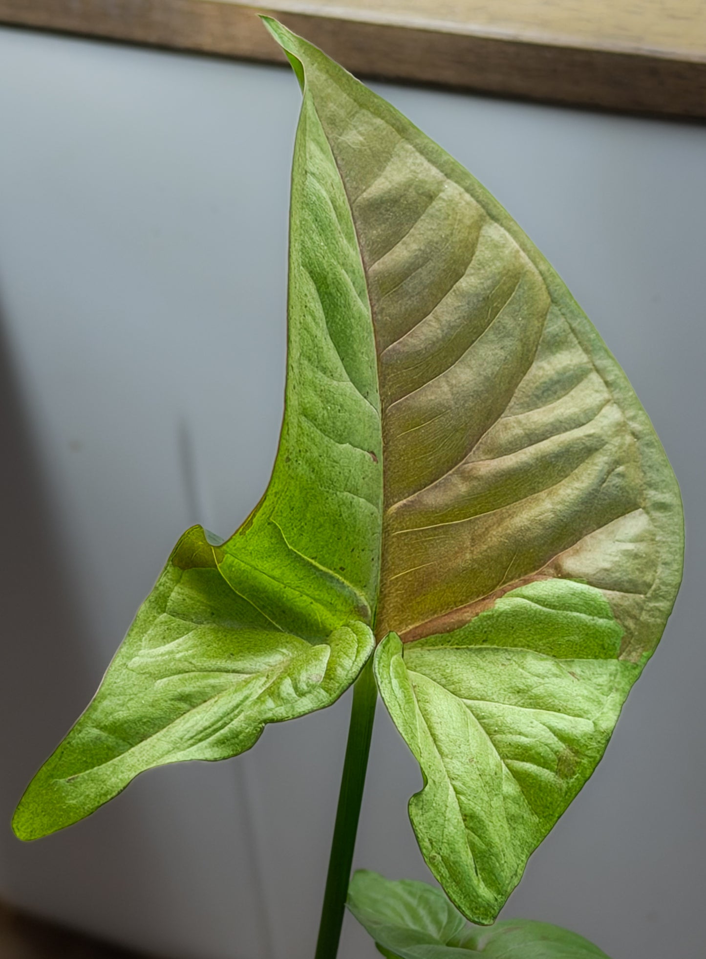 Syngonium Milk Confetti
