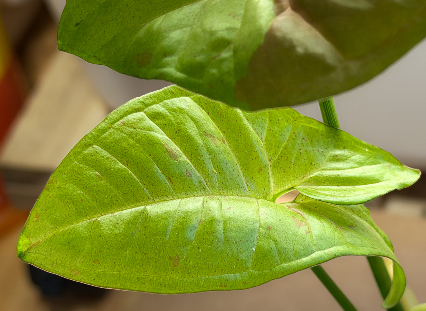 Syngonium Milk Confetti