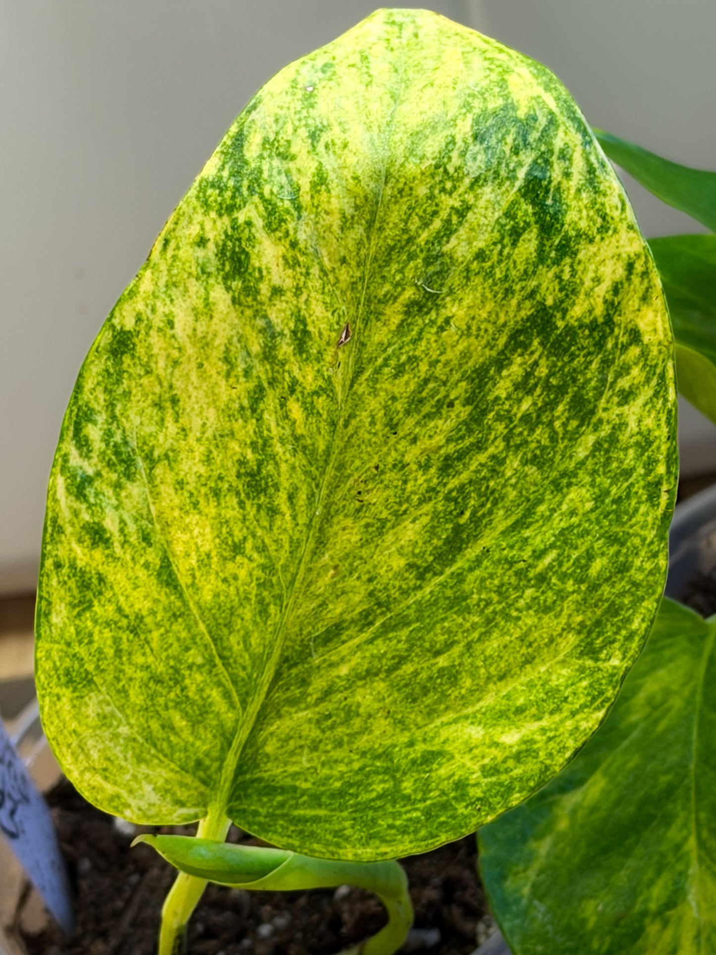 Epipremnum Aureum 'Sunshine Goddess’