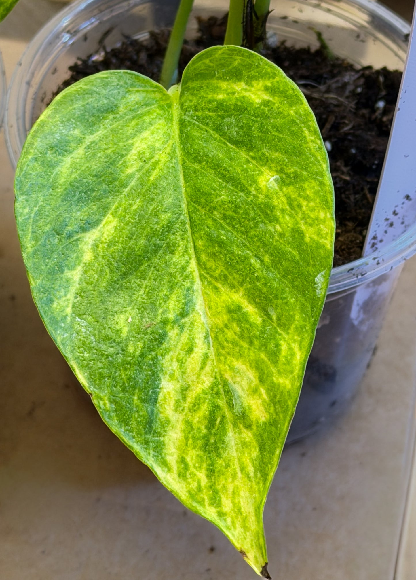 Epipremnum Aureum 'Sunshine Goddess’