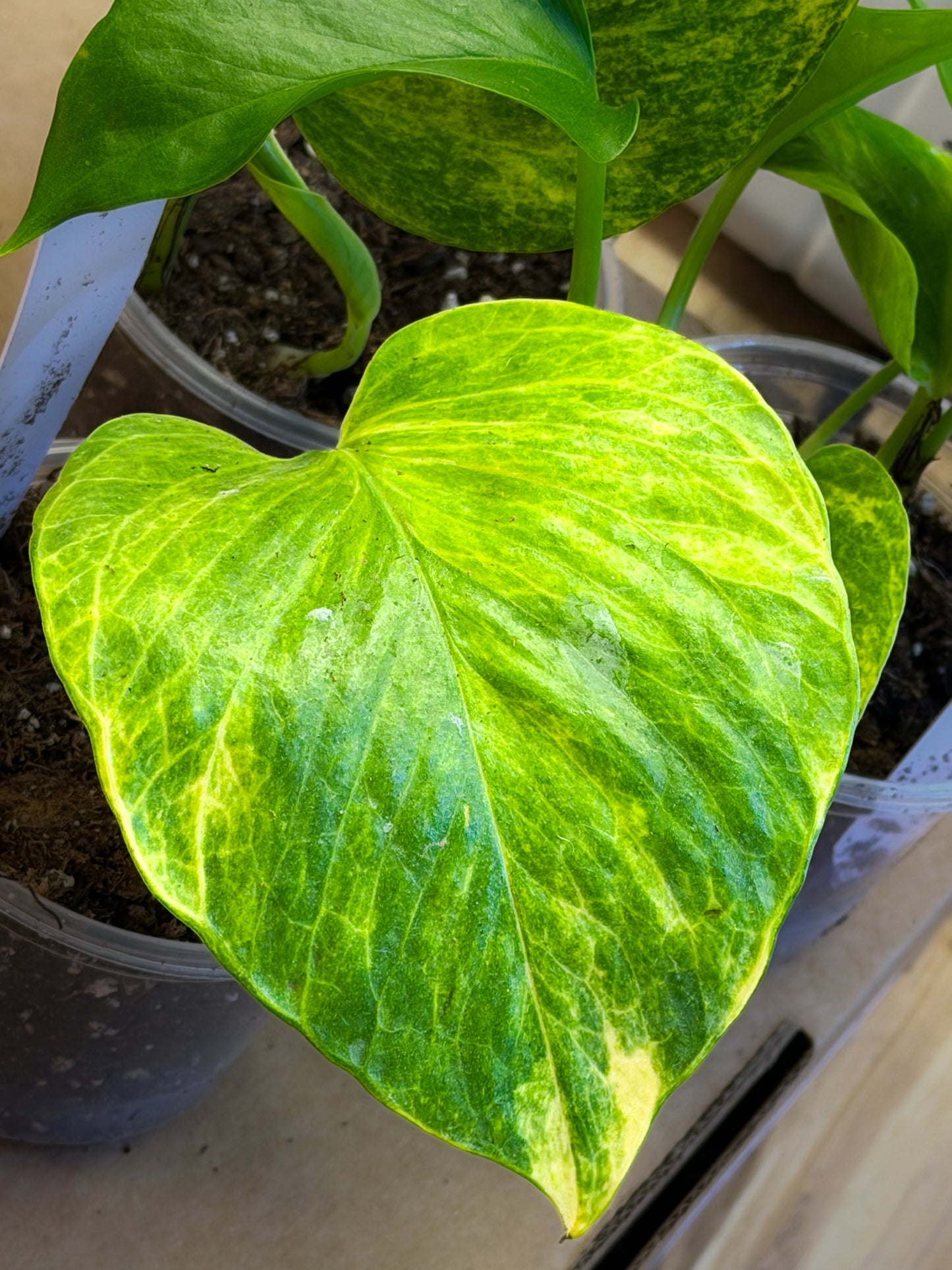 Epipremnum Aureum 'Sunshine Goddess’