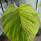 XL Queen Marble Pothos