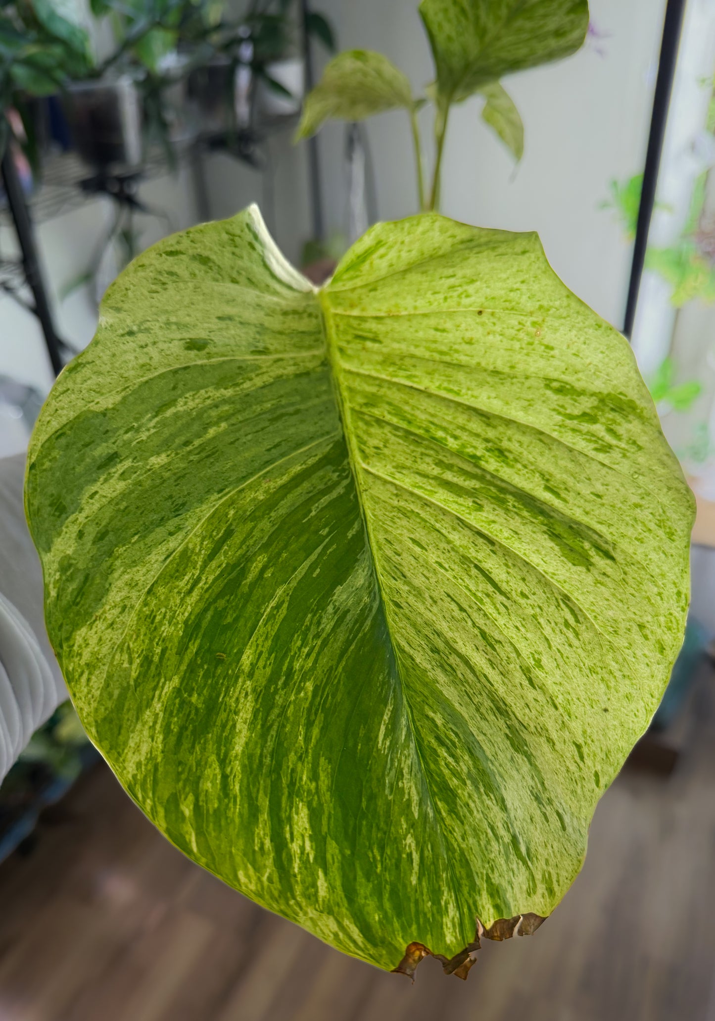 XL Queen Marble Pothos