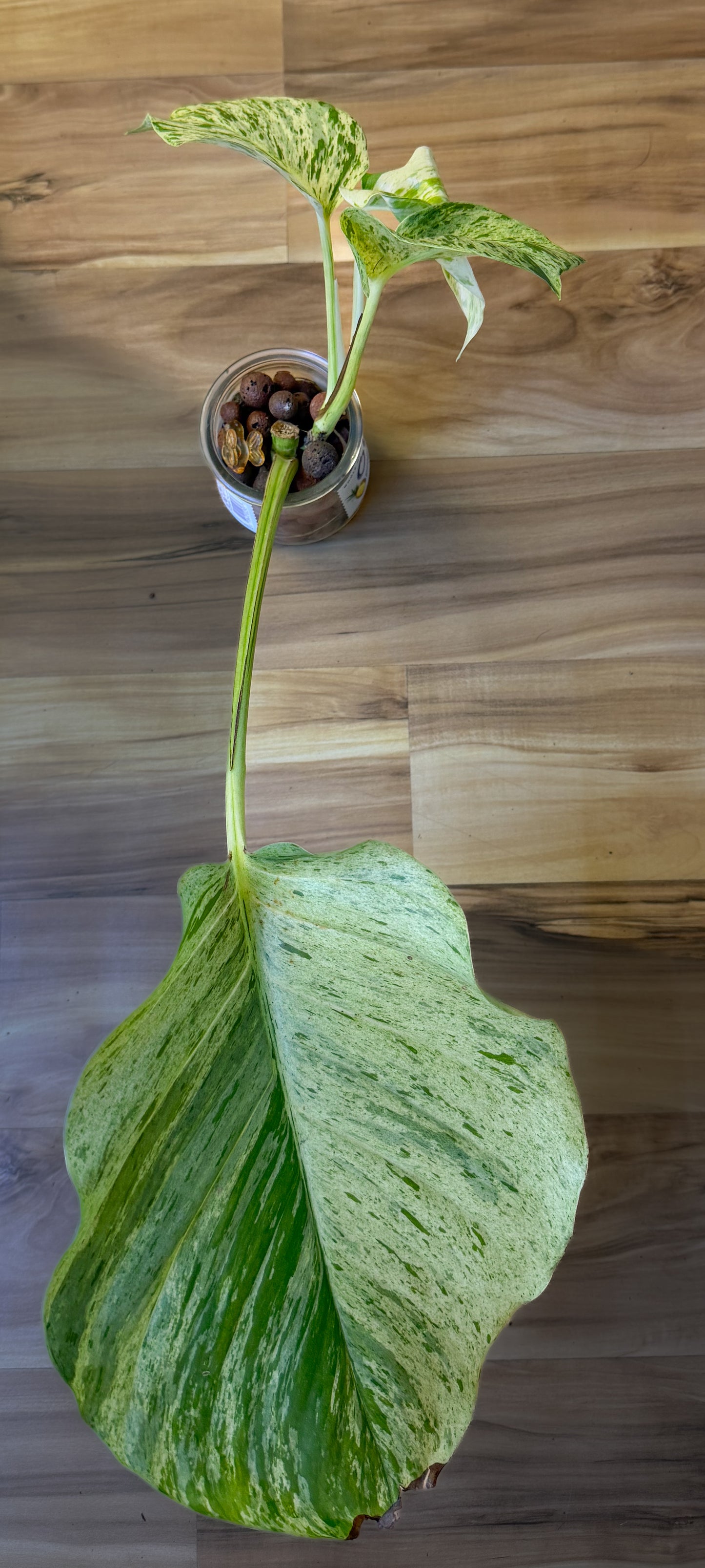 XL Queen Marble Pothos