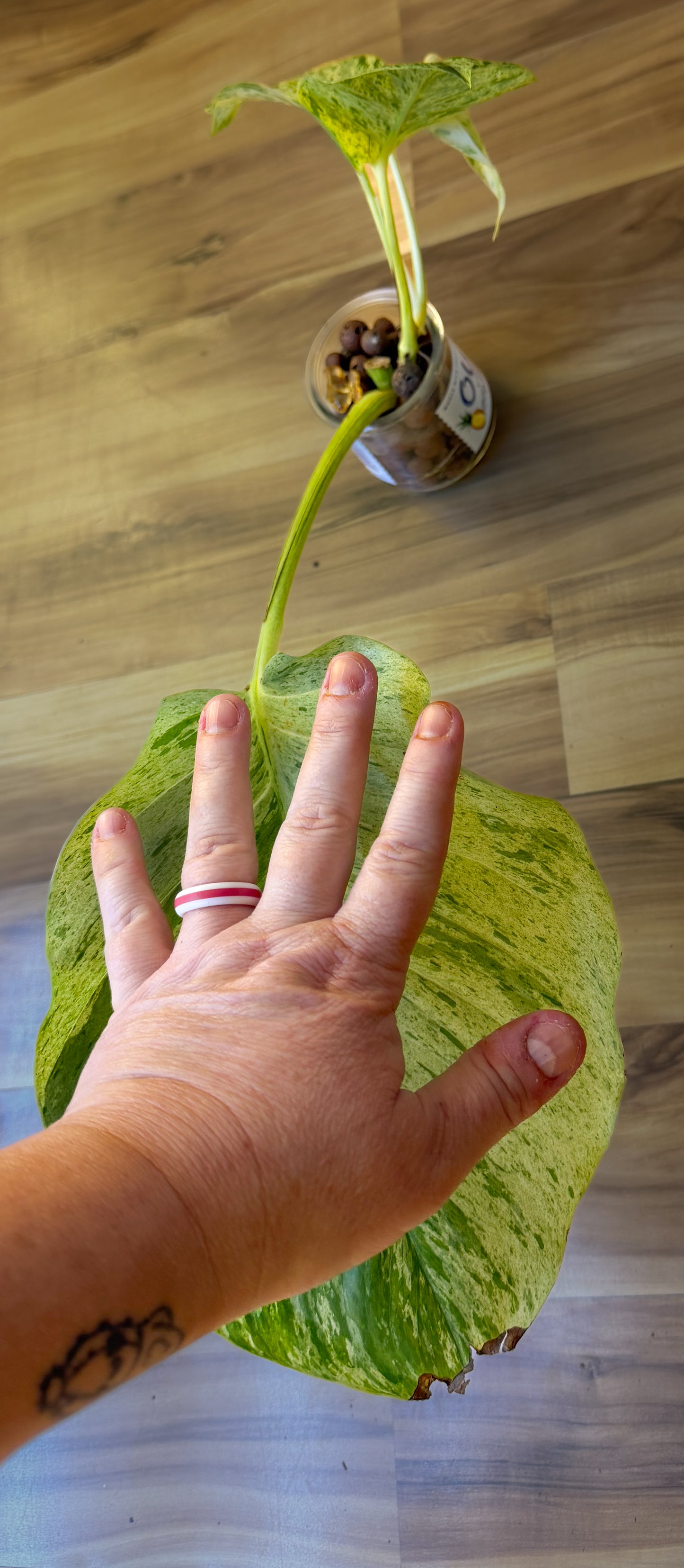 XL Queen Marble Pothos