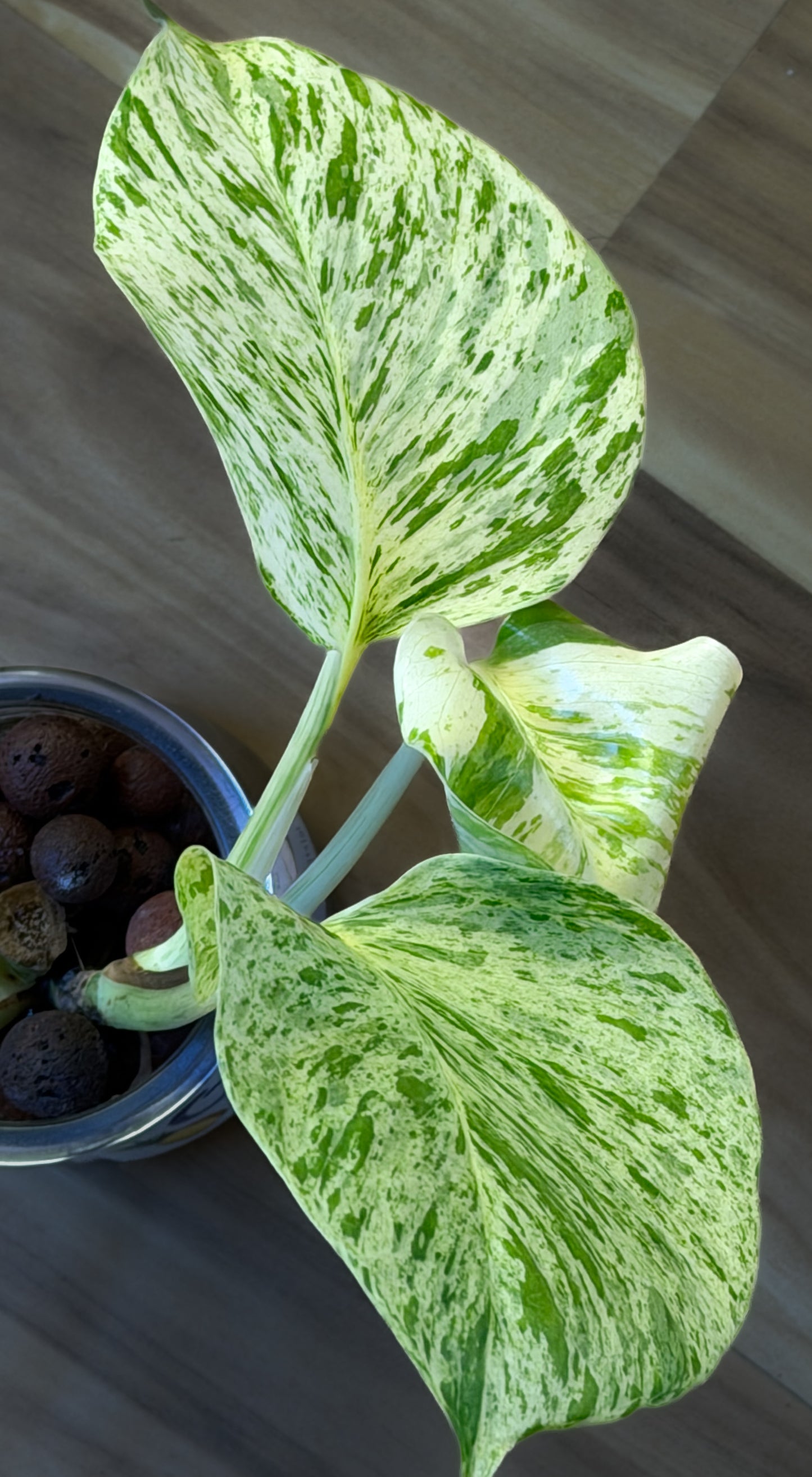 XL Queen Marble Pothos