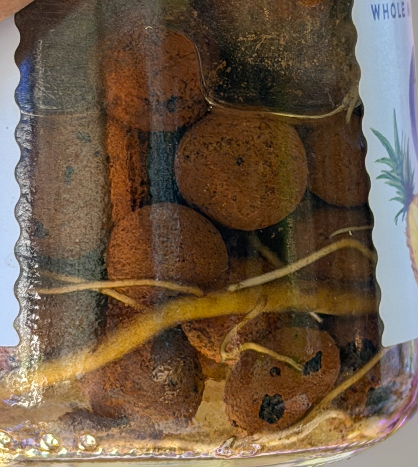 XL Queen Marble Pothos