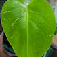 Monstera Bulbasaur
