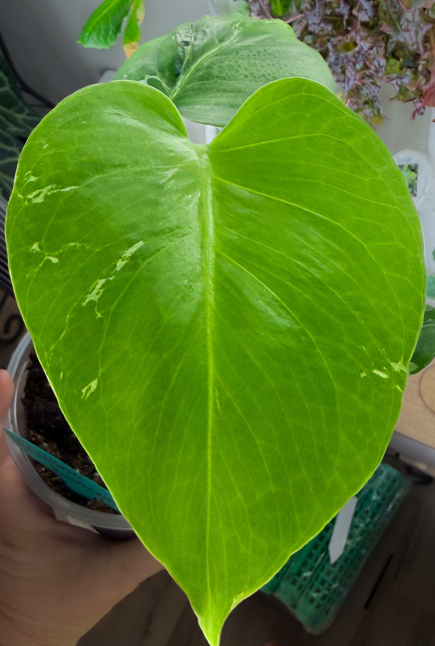 Monstera Bulbasaur