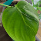 Monstera Bulbasaur