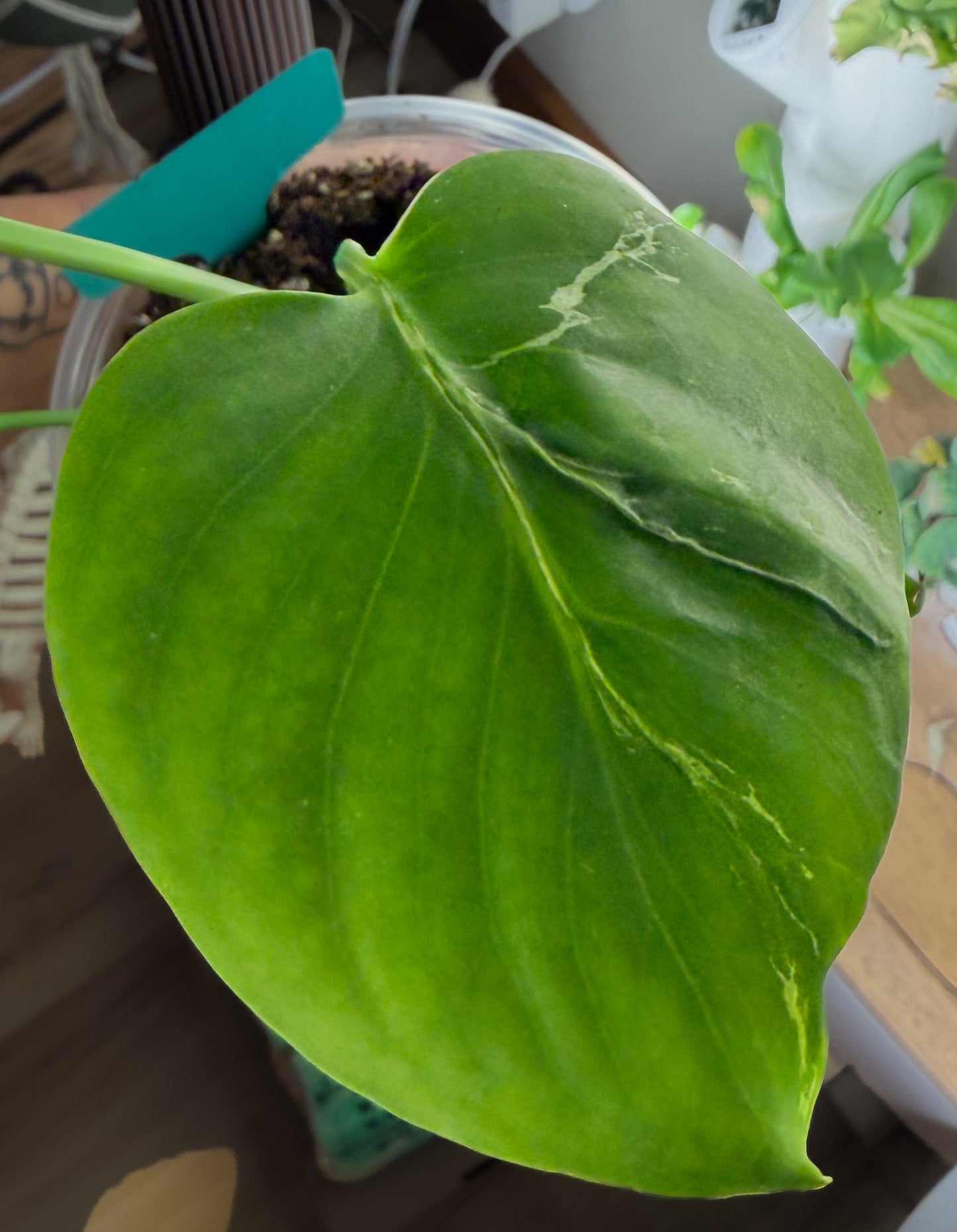 Monstera Bulbasaur