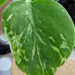 Monstera Bulbasaur