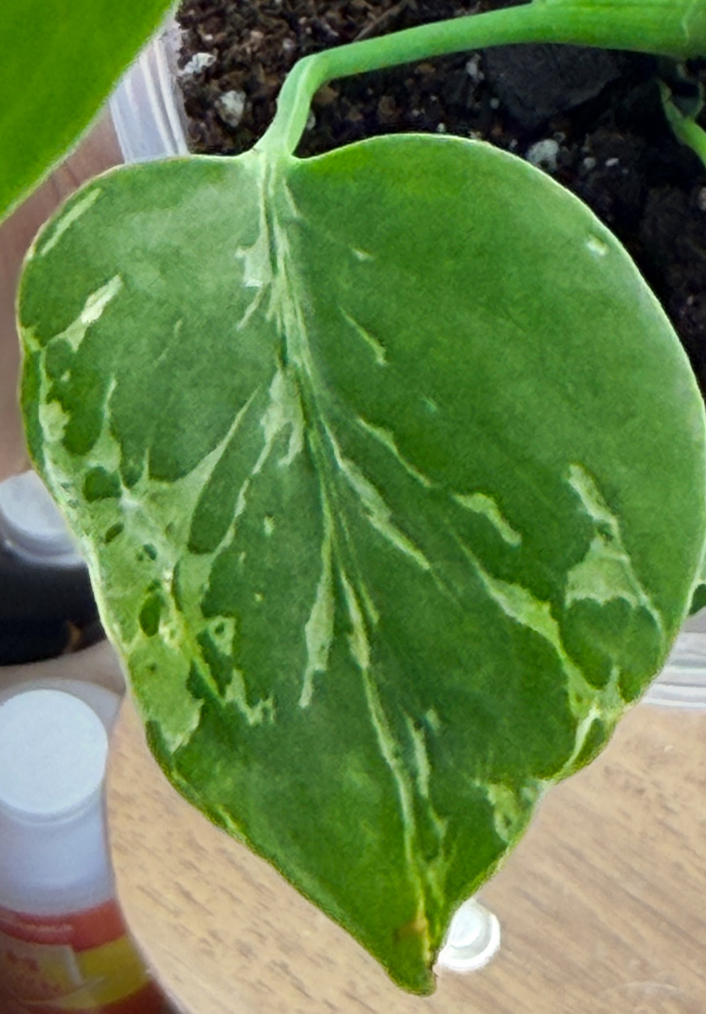 Monstera Bulbasaur