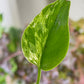 Monstera Bulbasaur