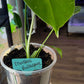 Monstera Bulbasaur