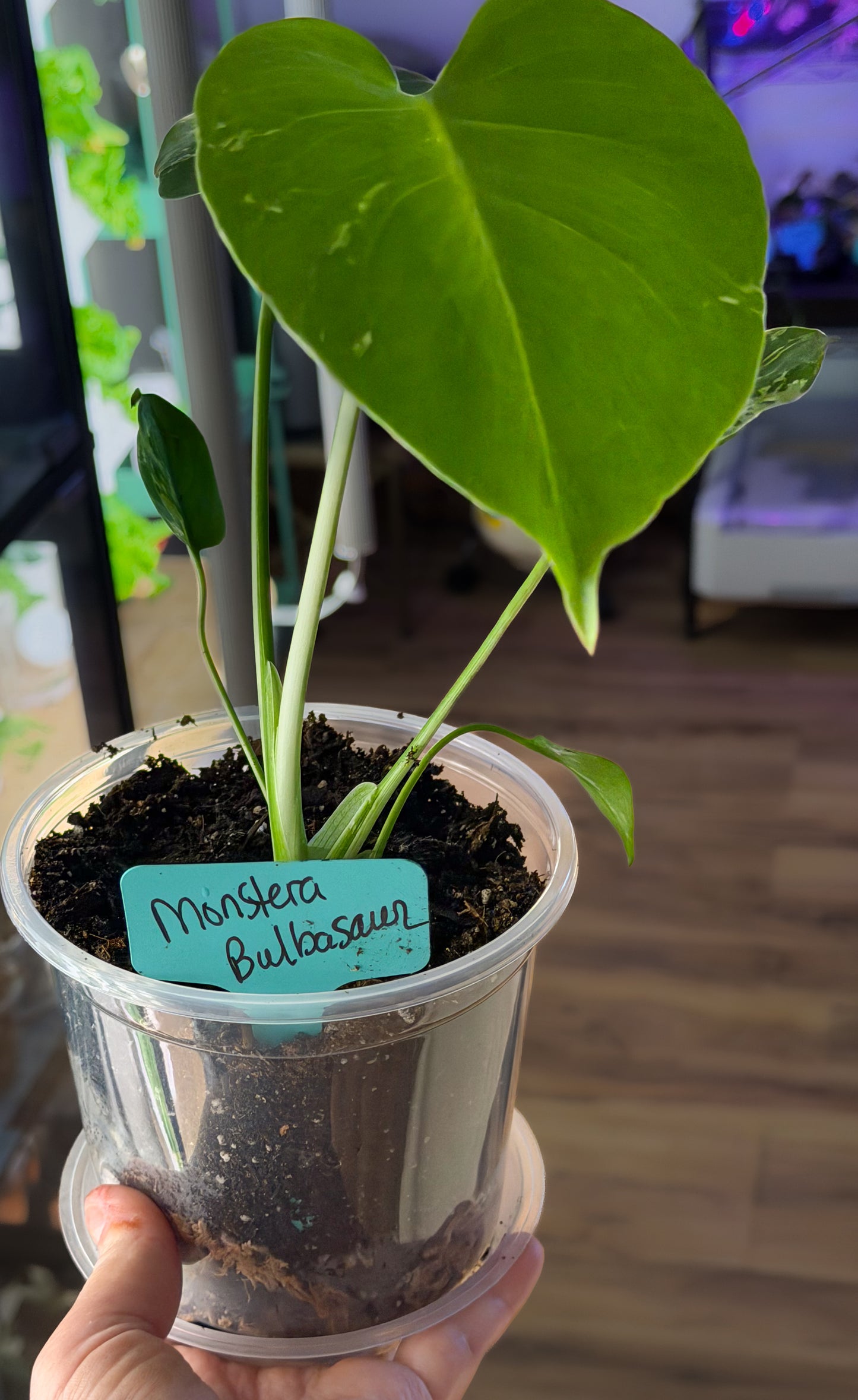Monstera Bulbasaur