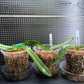 Paphiopedilum Complex Bulldog Orchid Starter