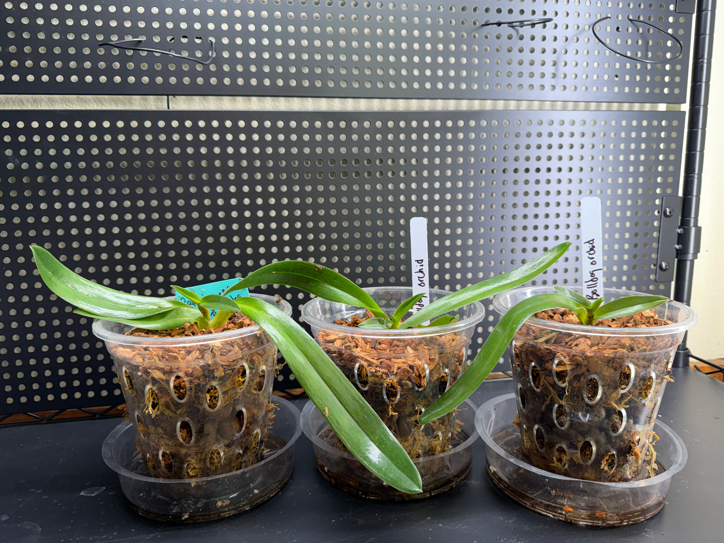 Paphiopedilum Complex Bulldog Orchid Starter
