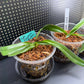 Paphiopedilum Complex Bulldog Orchid Starter