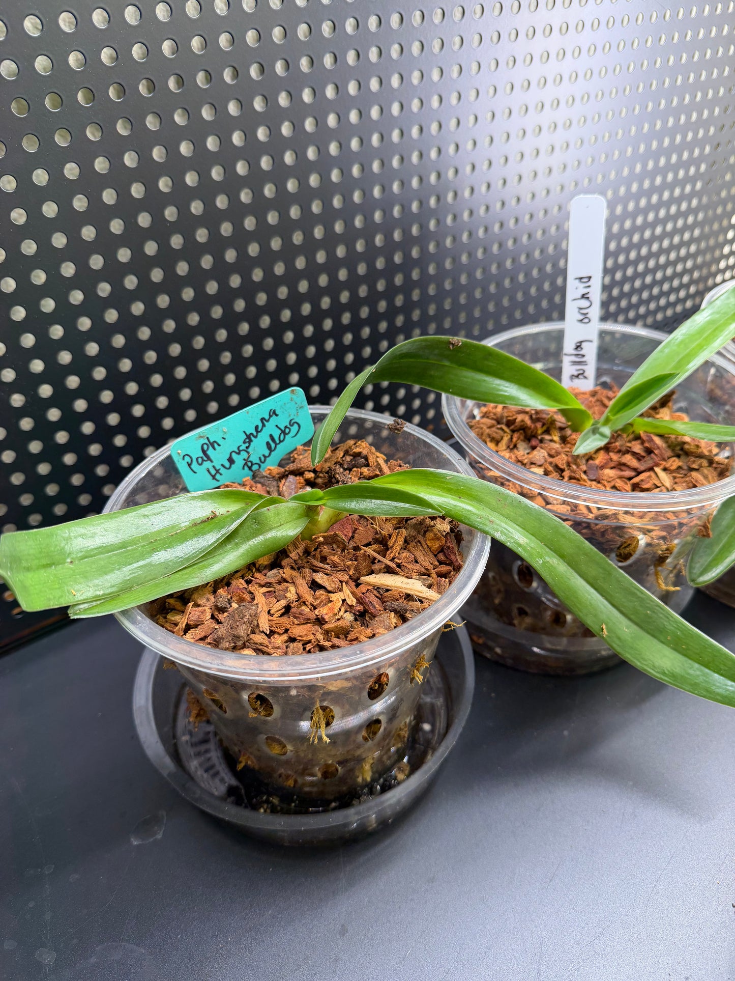 Paphiopedilum Complex Bulldog Orchid Starter