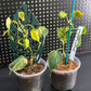 Philodendron Micans- Variegated Aurea