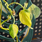 Philodendron Micans- Variegated Aurea