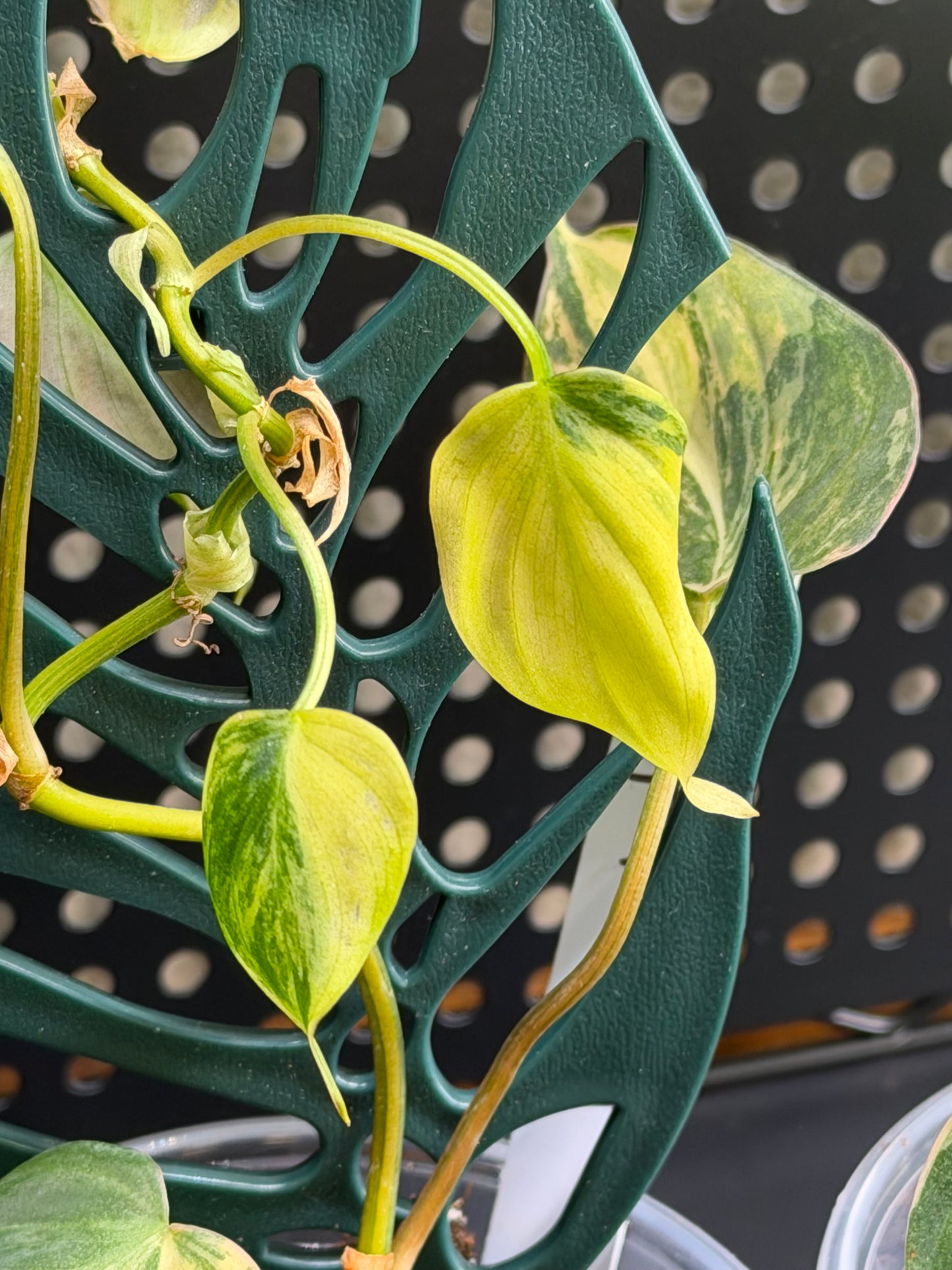 Philodendron Micans- Variegated Aurea