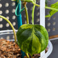 Philodendron Micans- Variegated Aurea