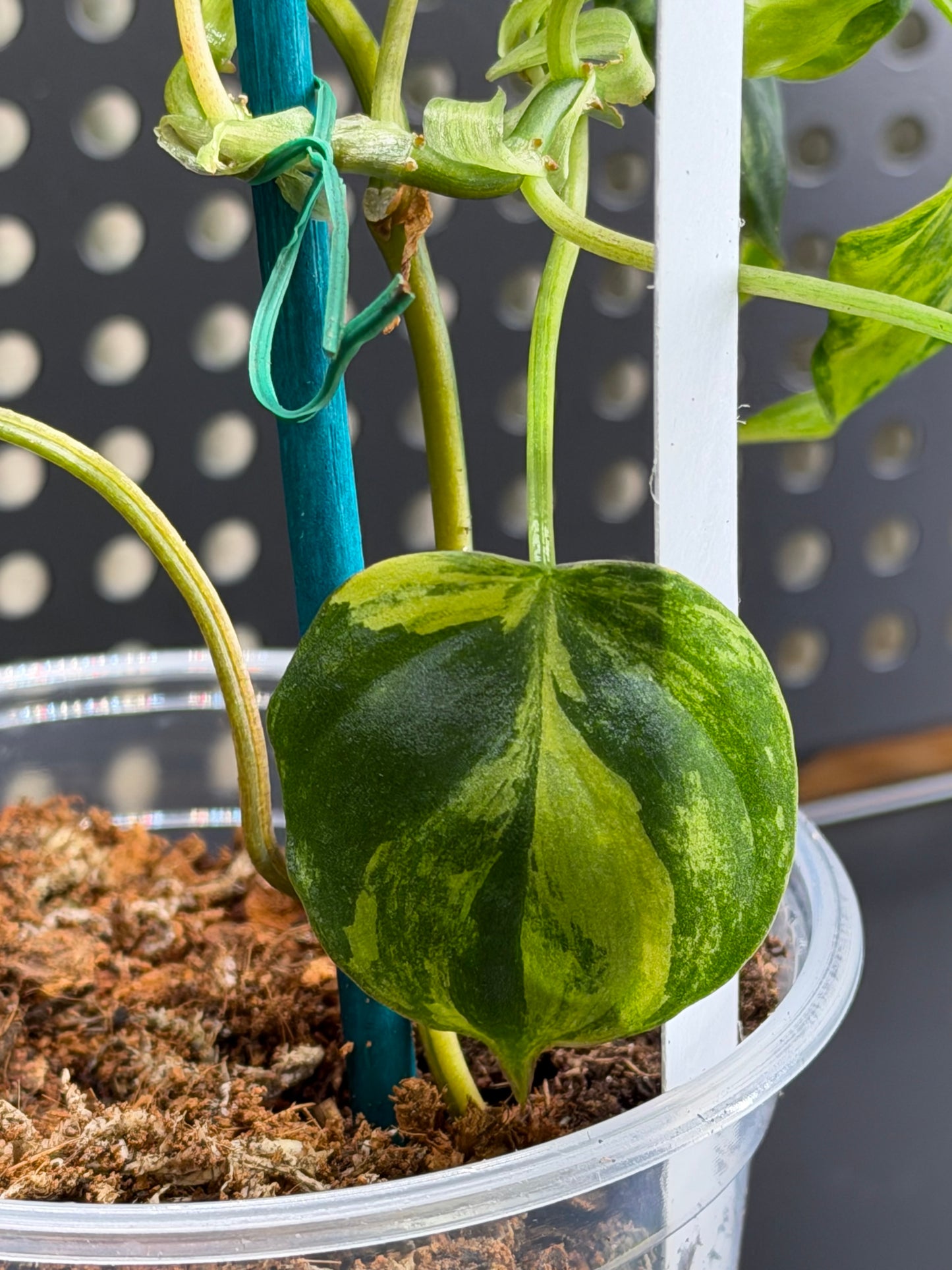 Philodendron Micans- Variegated Aurea