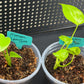 Monstera Lemon Lime Starter