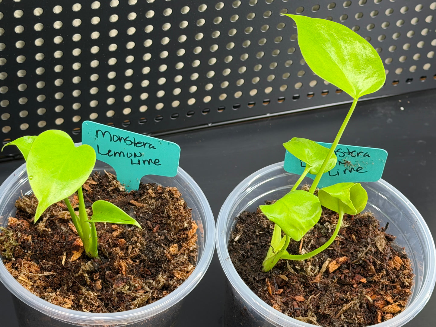 Monstera Lemon Lime Starter