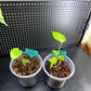 Monstera Lemon Lime Starter