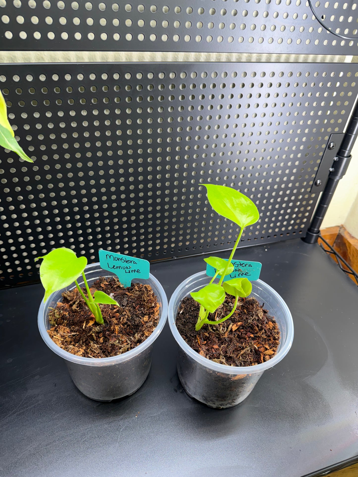 Monstera Lemon Lime Starter