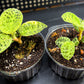 Macodes Petola Lightning Jewel Orchid