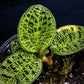 Macodes Petola Lightning Jewel Orchid