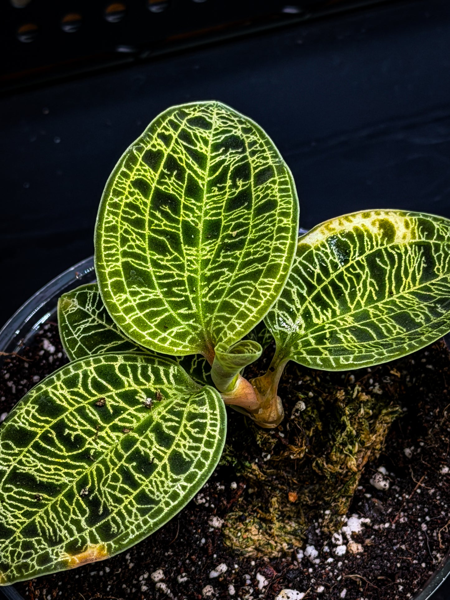 Macodes Petola Lightning Jewel Orchid