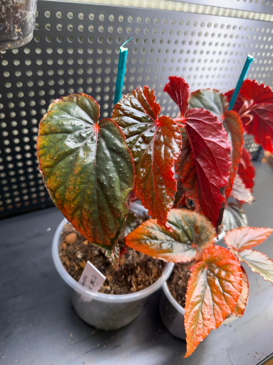 Begonia Black Magic