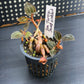 Sea Turtle Jewel Orchid