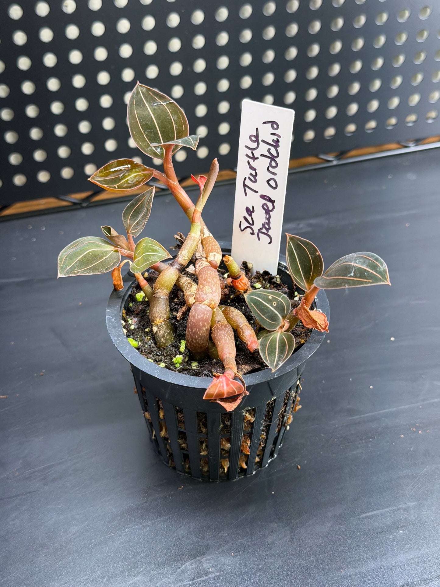 Sea Turtle Jewel Orchid