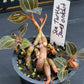 Sea Turtle Jewel Orchid